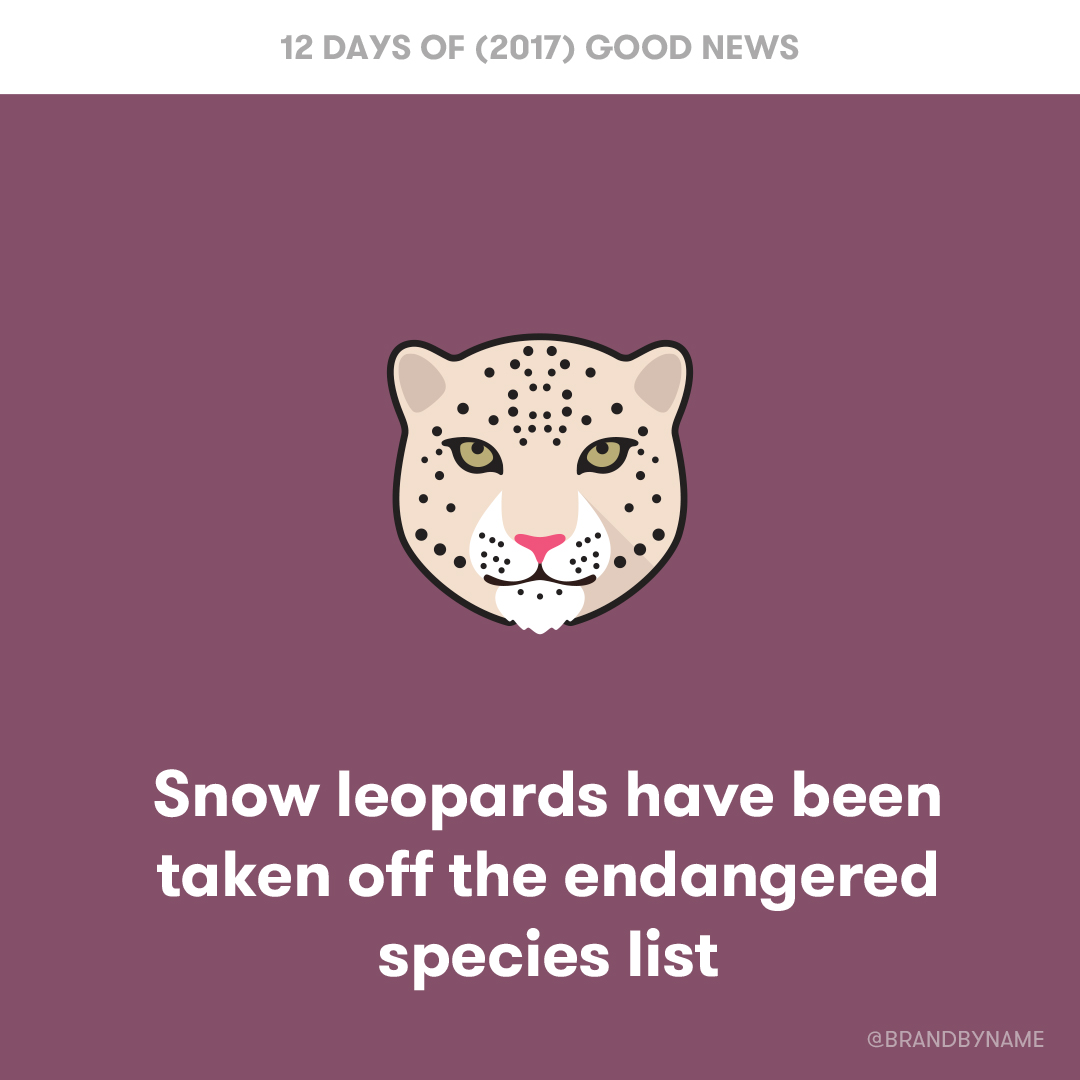 Snow leopards have been taken off the endangered species list