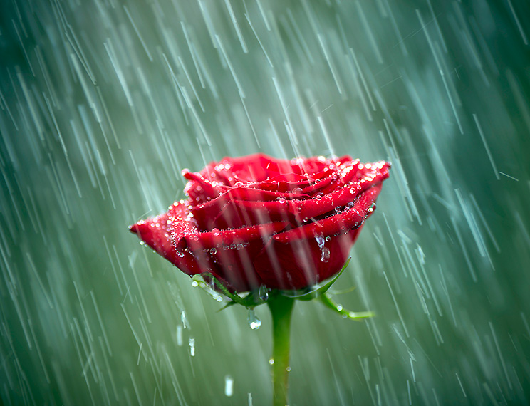 Melbourne Cup red rose into the rain