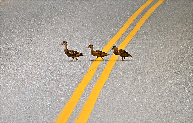 Three ducks crossing a road